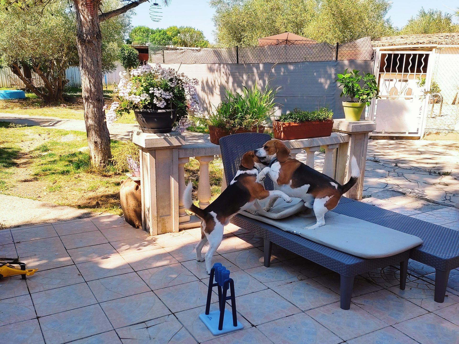 Pension canine - garde chiens Fabrègues